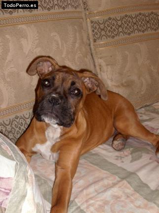 Foto del perro Chantal