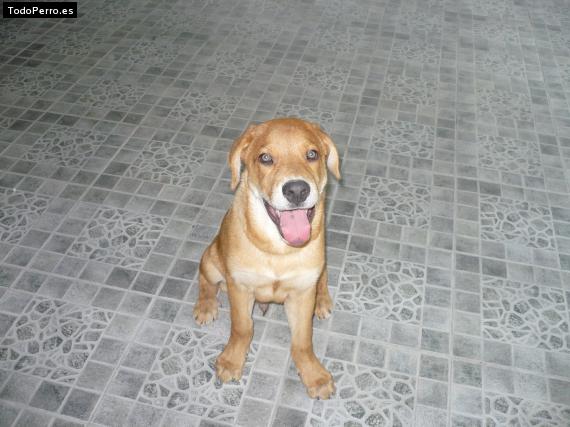 Foto del perro Cesar
