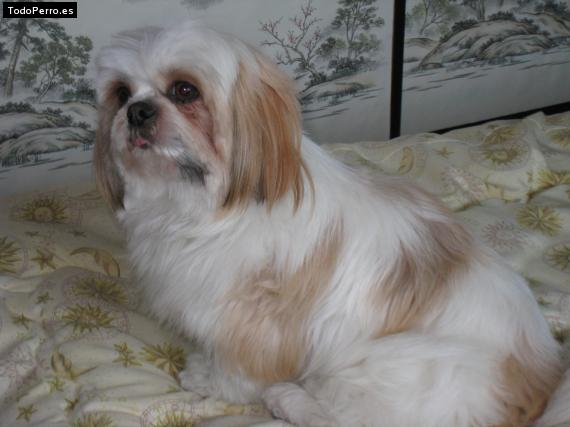 Foto del perro Cindy