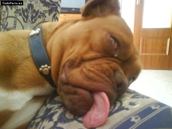 Foto del perro Tina