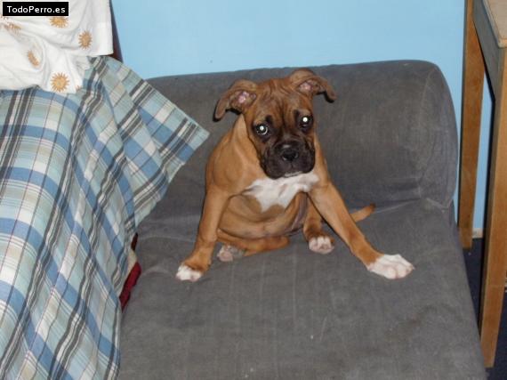 Foto del perro Chantis