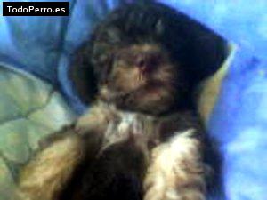 Foto del perro Spuky