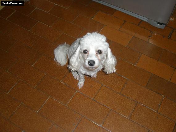 Foto del perro Candy