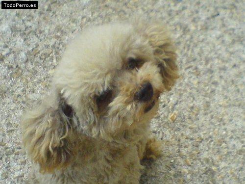 Foto del perro Cocoa