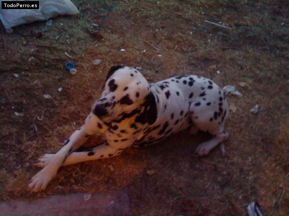 Foto del perro Rosbon