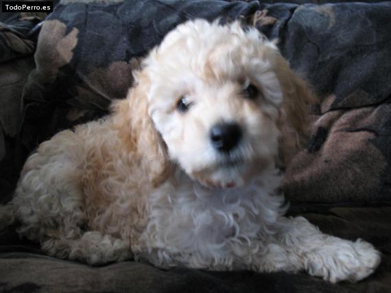 Foto del perro Chester