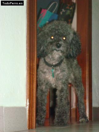 Foto del perro Trueno