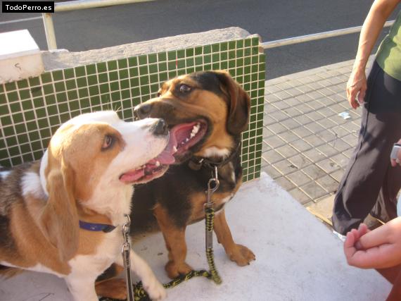 La foto del perro