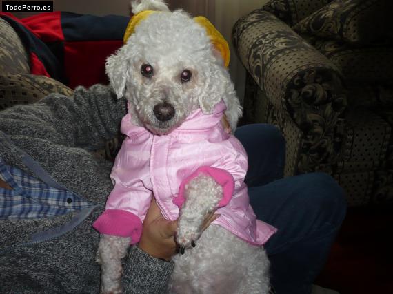 Foto del perro Tannie