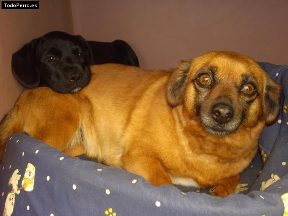 Foto del perro Ruby y perla