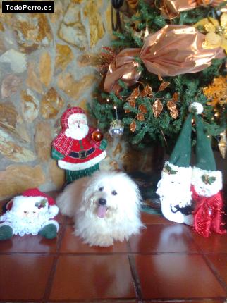 La foto del perro Junior Foto del perro Junior