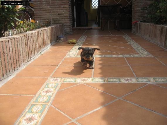 Foto del perro Tecky