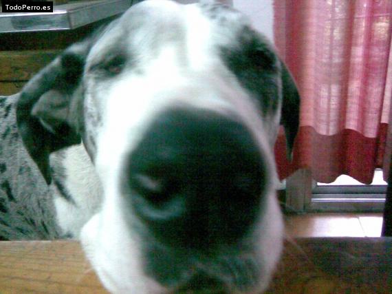Foto del perro Celina