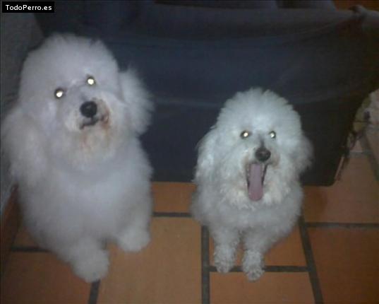 Foto del perro Charlie y ozzy