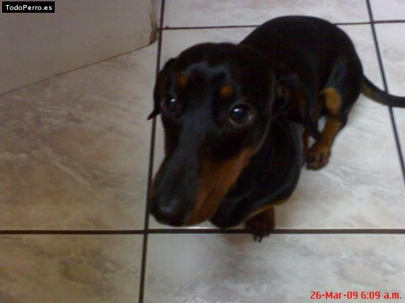Foto del perro Sam