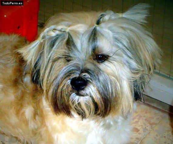 Foto del perro Nala