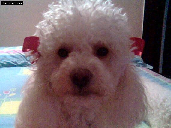 Foto del perro Sussy