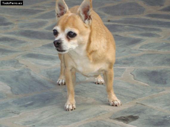 Foto del perro Camila