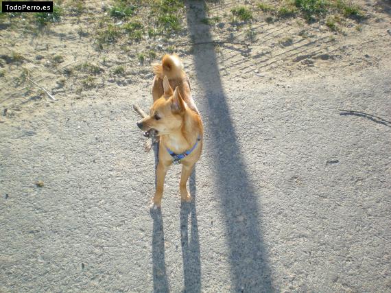 La foto del perro