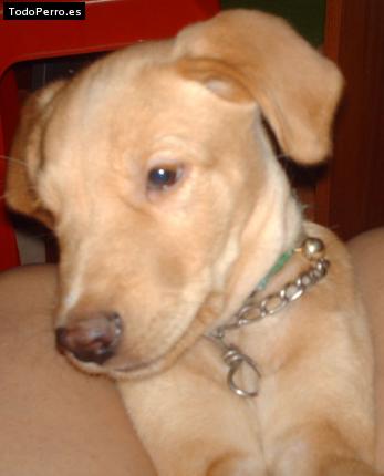 Foto del perro Rasty