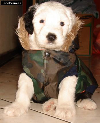 La foto del perro Wayra Foto del perro Wayra