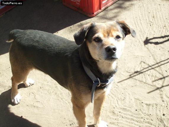 Foto del perro Rasputin