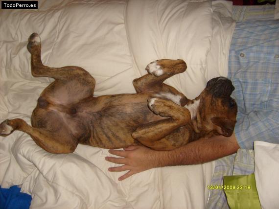 Foto del perro Slayer