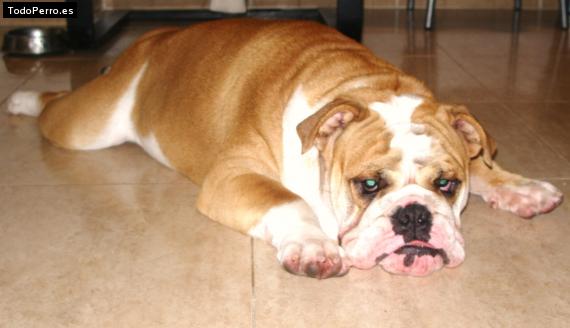 Foto del perro Snoopy