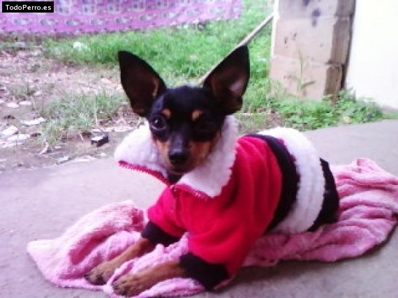 Foto del perro Hercules