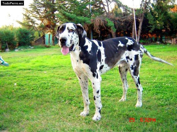 Foto del perro Charli pata
