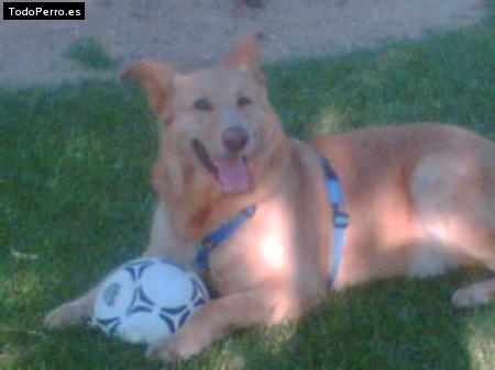 Foto del perro Skypi
