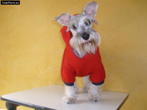 La foto del perro