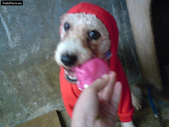 Foto del perro Skipy