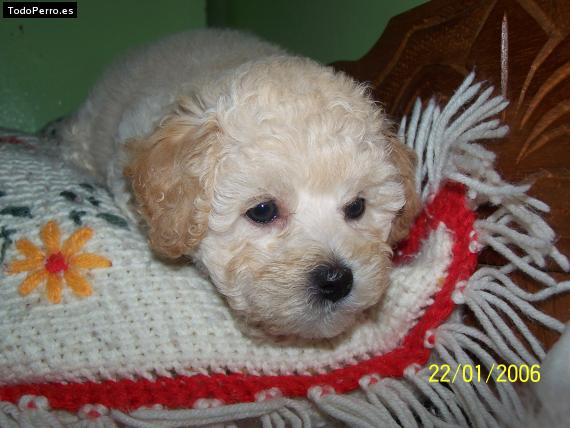 Foto del perro Chantal