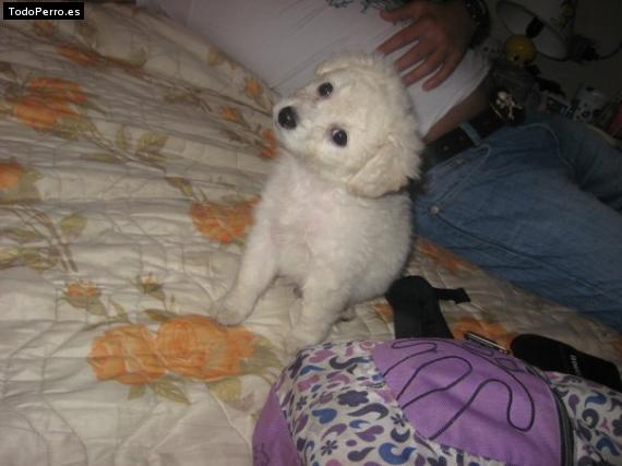 Foto del perro Erika