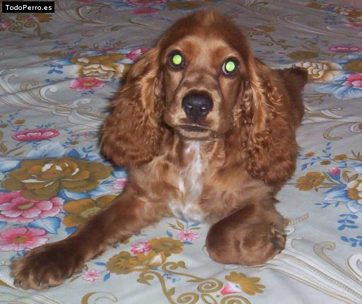 La foto del perro