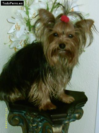 La foto del perro