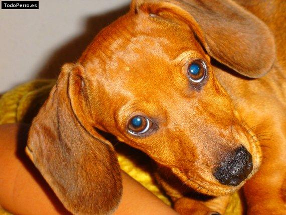 Foto del perro Tomasa
