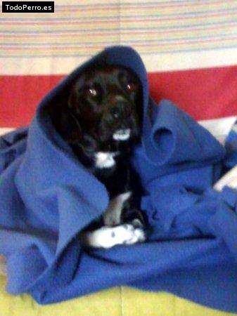 Foto del perro Woody