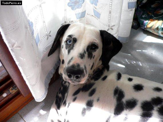 Foto del perro Mota