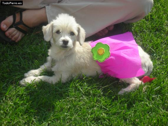Foto del perro Chikita