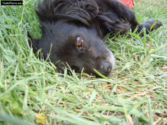 Foto del perro Jaqueline