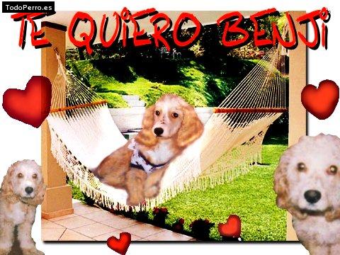 Foto del perro Benji