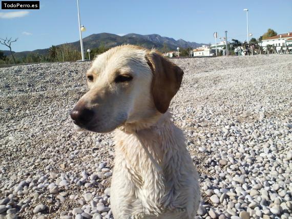 Foto del perro Rosita