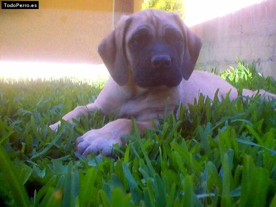 Foto del perro Serenity