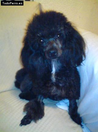 Foto del perro Shara