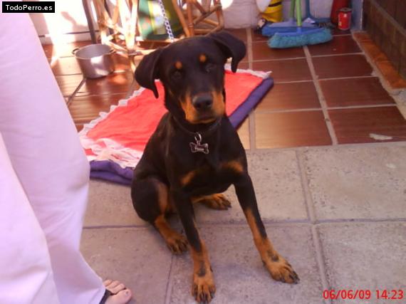 La foto del perro