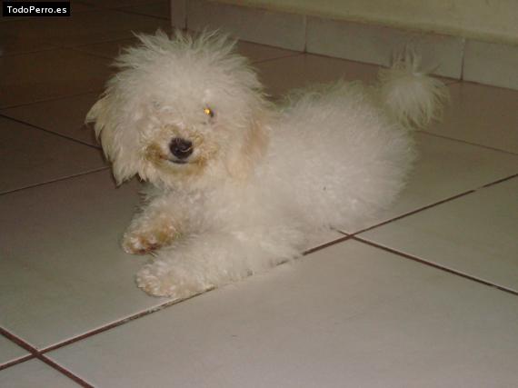 Foto del perro Rocka