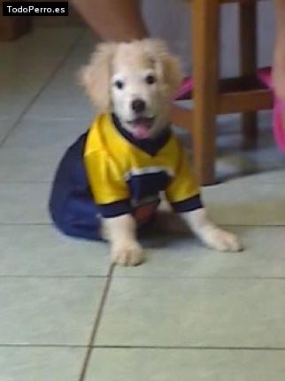Foto del perro Ricky