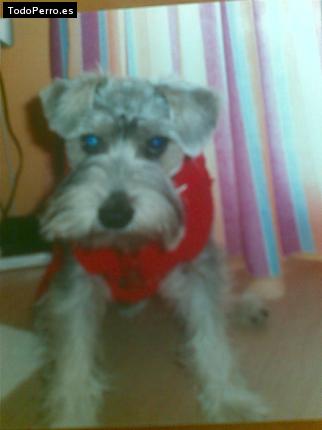 Foto del perro Coco